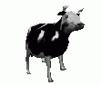 Dancing cow!